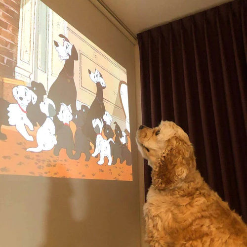 Choosing The Ideal Projector Screen